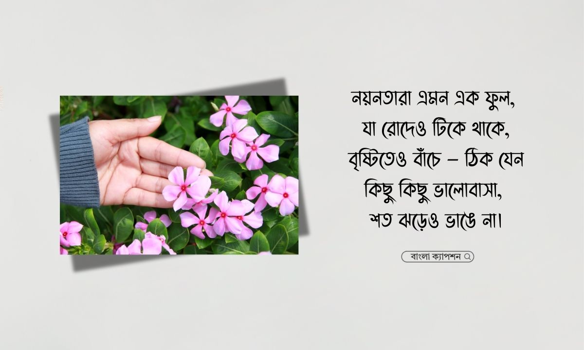 নয়নতারা ফুল নিয়ে ক্যাপশন