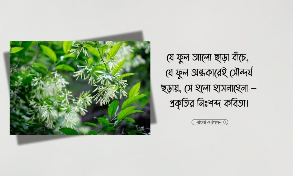 হাসনাহেনা ফুল নিয়ে উক্তি