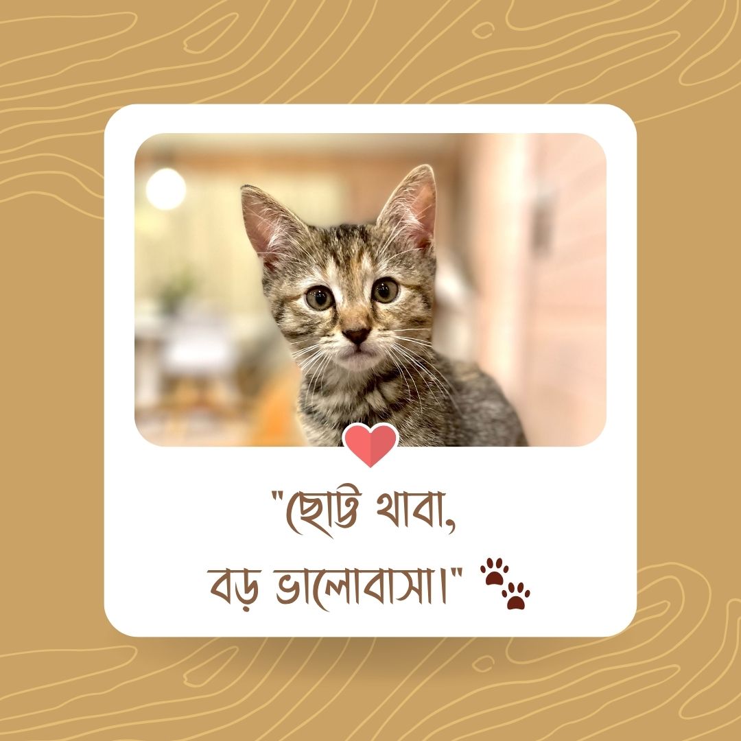 ছোট্ট থাবা, বড় ভালোবাসা।